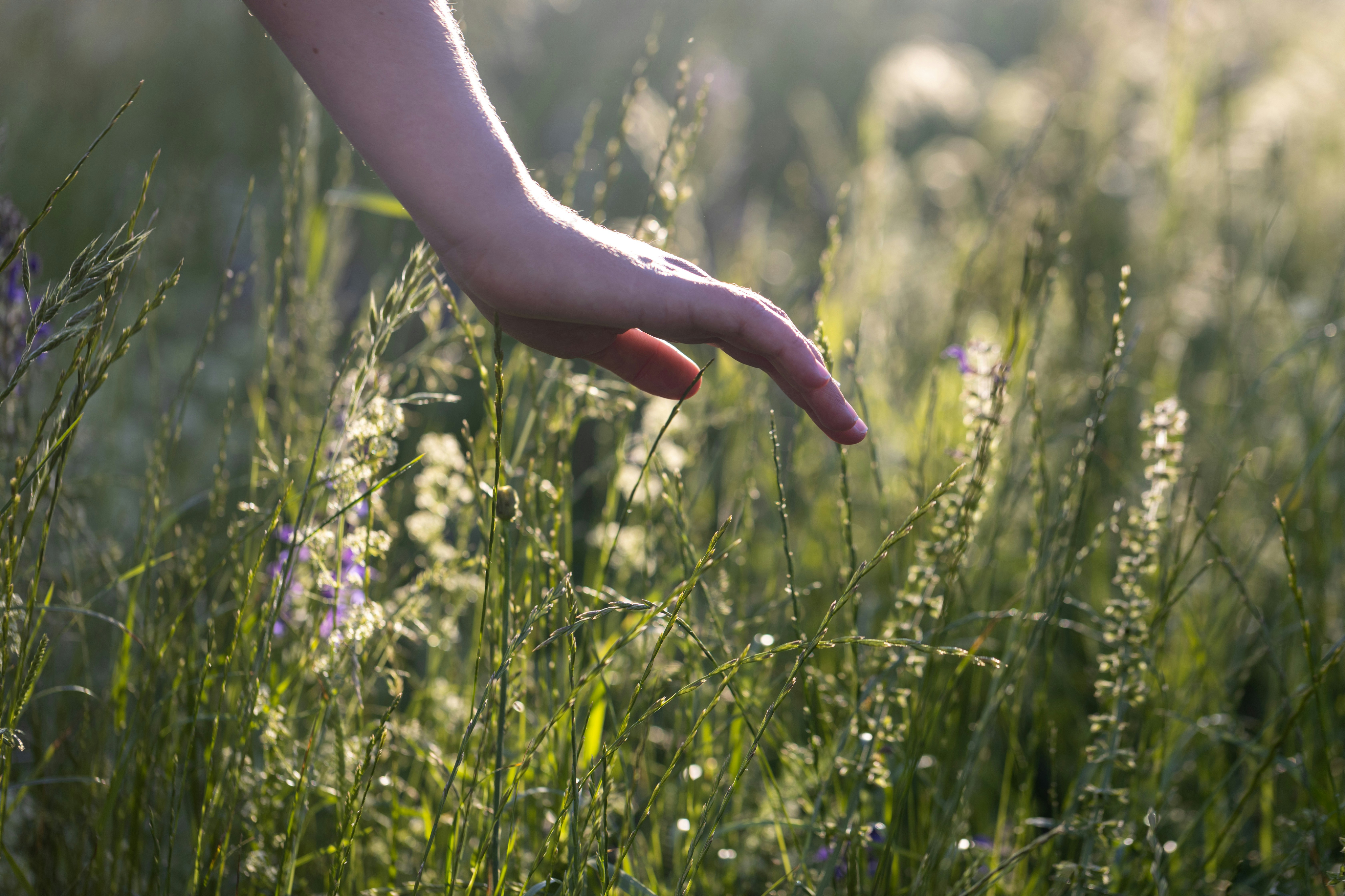 Grass field